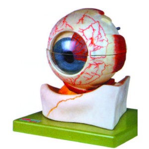 Model of Eyeball, 7 parts